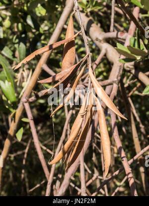 Olivenbäume, die von der gefürchteten Bakterien namens Xylella Fastidiosa infiziert gilt in Europa als Ebola des Olivenbaums, Jaen, Andalusien, Spanien Stockfoto