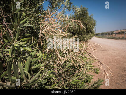 Olivenbäume, die von der gefürchteten Bakterien namens Xylella Fastidiosa infiziert gilt in Europa als Ebola des Olivenbaums, Jaen, Andalusien, Spanien Stockfoto