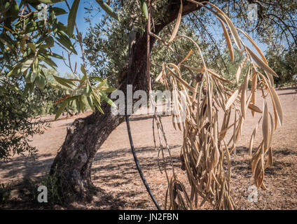 Olivenbäume, die von der gefürchteten Bakterien namens Xylella Fastidiosa infiziert gilt in Europa als Ebola des Olivenbaums, Jaen, Andalusien, Spanien Stockfoto