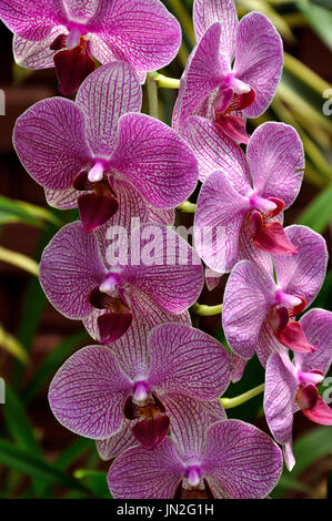 Phalaenopsis (Nachtfalter-Orchidee) in Peradeniya Botanical Gardens, Sri Lanka Stockfoto