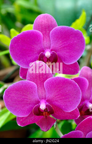 Phalaenopsis (Nachtfalter-Orchidee) in Peradeniya Botanical Gardens, Sri Lanka Stockfoto