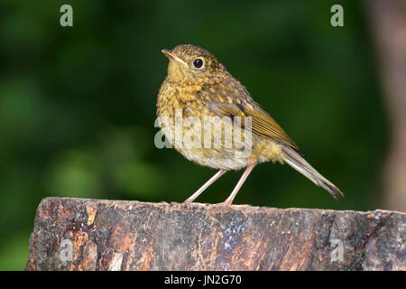 Juvenile Robin (Erithacus Rubecula) thront auf einem Baumstumpf, Dorset, Großbritannien Stockfoto