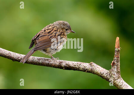 Juvenile Heckenbraunelle (Prunella Modularis) thront auf einem Zweig, Dorset, Großbritannien Stockfoto