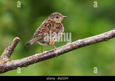 Juvenile Heckenbraunelle (Prunella Modularis) thront auf einem Zweig, Dorset, Großbritannien Stockfoto