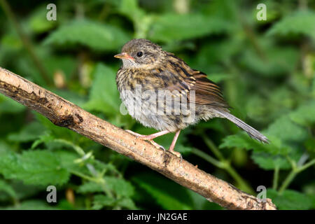 Juvenile Heckenbraunelle (Prunella Modularis) thront auf einem Zweig, Dorset, Großbritannien Stockfoto