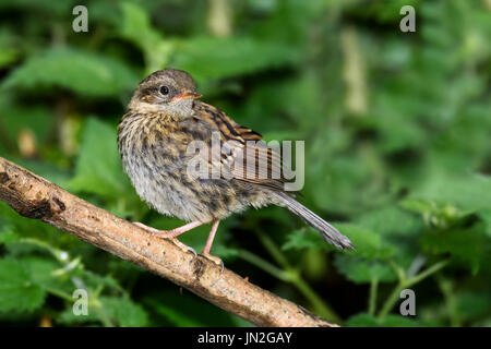 Juvenile Heckenbraunelle (Prunella Modularis) thront auf einem Zweig, Dorset, Großbritannien Stockfoto