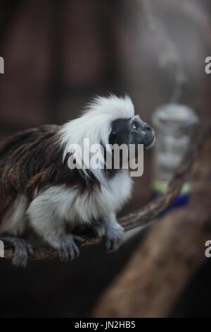 Baumwolle Top Tamarin sehen, dass die Freiheit l. der Affe warten, frei zu sein scheint. Ein Tier Tah vermisse frei leben außerhalb. Stockfoto