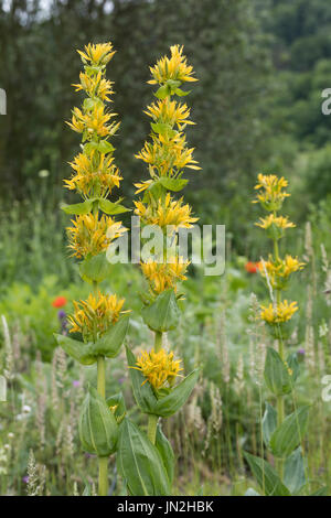 Gelber Enzian, Gentiana Lutea, große gelbe Enzian, gelber Enzian, bittere Wurzel, Bitterwort, Centiyane, Genciana, Gentiane Jaune, Grande Gentiane, ge Stockfoto