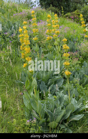 Gelber Enzian, Gentiana Lutea, große gelbe Enzian, gelber Enzian, bittere Wurzel, Bitterwort, Centiyane, Genciana, Gentiane Jaune, Grande Gentiane, ge Stockfoto