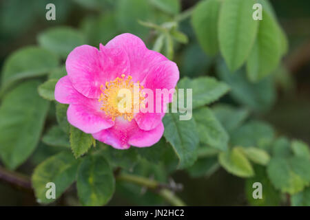 Samt-Rose, Sherard-Rose, Sammet-Rose, Samtrose, Sherardrose, Sammetrose, Sherards-Rose, Rosa Sherardii, Rosa Omissa, Sherard Downy-Rose, Rosier de S Stockfoto