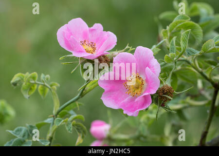 Samt-Rose, Sherard-Rose, Sammet-Rose, Samtrose, Sherardrose, Sammetrose, Sherards-Rose, Rosa Sherardii, Rosa Omissa, Sherard Downy-Rose, Rosier de S Stockfoto