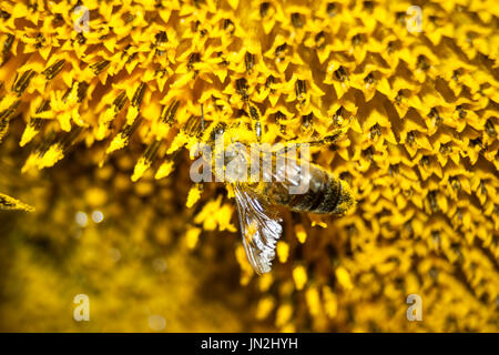 Die Biene sammelt Honig aus den Blüten der Sonnenblume Stockfoto
