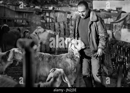 Palästinensischen Beduinen Hirte schätzen seine Beziehung mit Ziegen, östlich von Jerusalem, West Bank, 12. Januar 2011. Beduinen nomadischen Lebensstil unterstützen Stockfoto