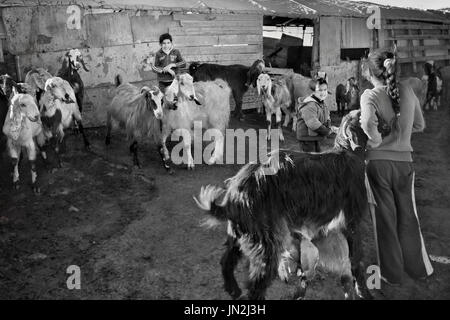 Palästinensischen Beduinen spielen Kinder mit Ziegen östlich von Jerusalem, West Bank, 12. Januar 2011 Stämmen". Beduinen nomadischen Lebensstil unterstützen Stockfoto