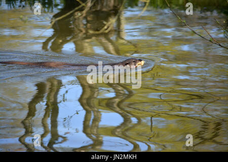 Eurasische Fischotter (Lutra Lutra) - schwimmen Stockfoto