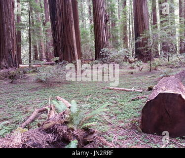 Redwood Sauerampfer deckt den Waldboden Stockfoto