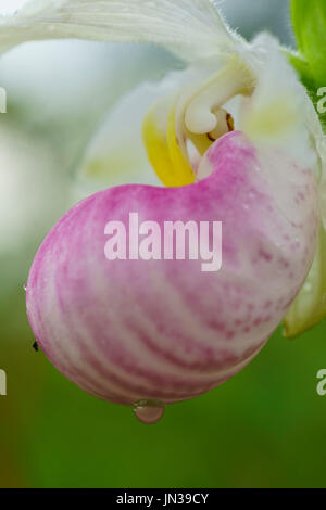 Auffällige Frauenschuh (Cypripedium Reginae), White Lake Fen, Ontario, Kanada Stockfoto