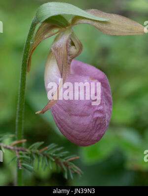 Wildes Rosa Frauenschuh (Cypripedium Acaule), weißer See Fen, Ontaro, Kanada Stockfoto