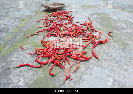 Rote Chilischote Trocknen auf dem Boden mit einem Korb im Hintergrund Stockfoto