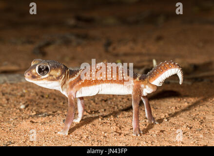 Glatten Knopf-tailed Gecko Stockfoto