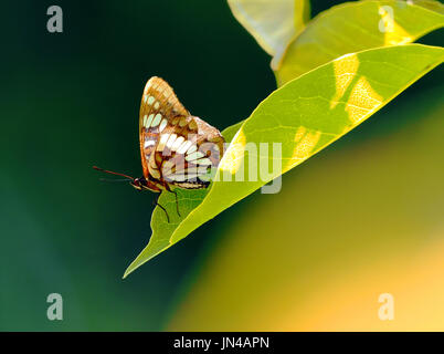 Solo Schmetterling auf einem Blatt mit unscharfen Hintergrund Stockfoto