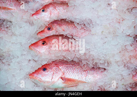 frischer Fang von Florida Red Snapper im Eis Stockfoto