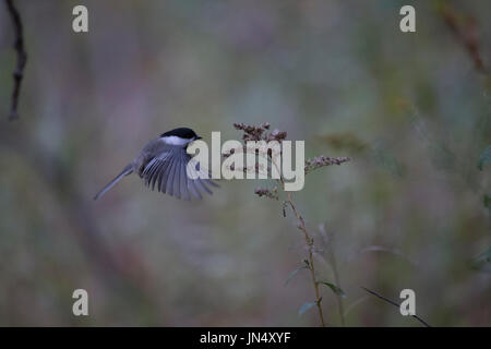 Ein schwarz-capped Meise fliegt bis zu holen Samen von Unkraut auf einem Wanderweg in North Haven, Connecticut. Stockfoto
