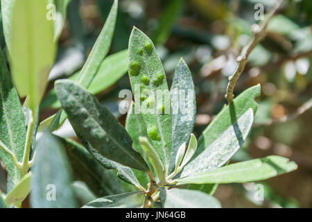 Olivenbäume, die von der gefürchteten Bakterien namens Xylella Fastidiosa infiziert gilt in Europa als Ebola des Olivenbaums, Jaen, Andalusien, Spanien Stockfoto