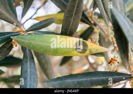 Detail der Olivenbaum Bltter infizierte durch Krankheit namens Repilo,  Jaen, Andalusien, Espaa Stockfotografie - Alamy