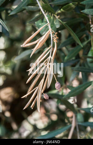 Olivenbäume, die von der gefürchteten Bakterien namens Xylella Fastidiosa infiziert gilt in Europa als Ebola des Olivenbaums, Jaen, Andalusien, Spanien Stockfoto