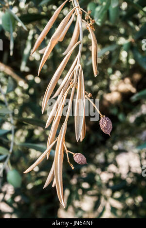 Olivenbäume, die von der gefürchteten Bakterien namens Xylella Fastidiosa infiziert gilt in Europa als Ebola des Olivenbaums, Jaen, Andalusien, Spanien Stockfoto