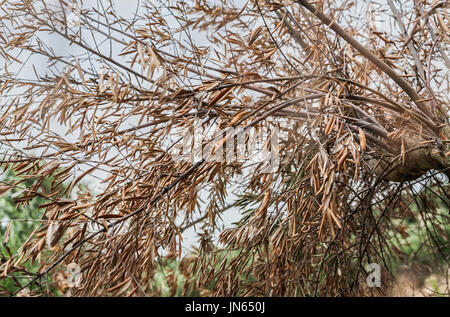 Olivenbäume, die von der gefürchteten Bakterien namens Xylella Fastidiosa infiziert gilt in Europa als Ebola des Olivenbaums, Jaen, Andalusien, Spanien Stockfoto