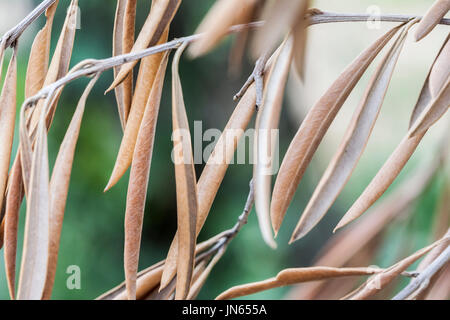 Olivenbäume, die von der gefürchteten Bakterien namens Xylella Fastidiosa infiziert gilt in Europa als Ebola des Olivenbaums, Jaen, Andalusien, Spanien Stockfoto