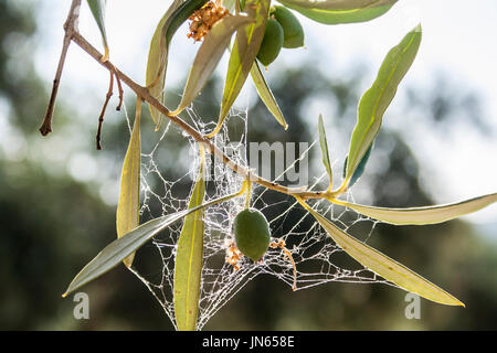 Olivenbäume, die von der gefürchteten Bakterien namens Xylella Fastidiosa infiziert gilt in Europa als Ebola des Olivenbaums, Jaen, Andalusien, Spanien Stockfoto