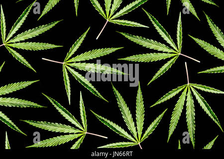 Cannabisblatt auf schwarzem Hintergrund isoliert... Cannabis Textur Marihuana Blatt Haufen Hintergrund Stockfoto