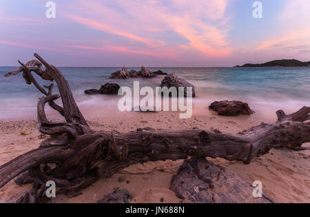 Stillleben-bildende Kunst-Element von Sea life Stockfoto