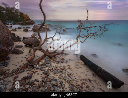 Stillleben-bildende Kunst-Element von Sea life Stockfoto