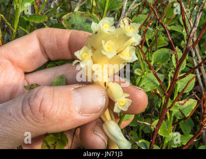 Dutchman's Pipe, Monotropa Hypopitys Hypopitys Blumen in einer hand Stockfoto