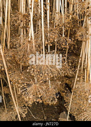 Allium Samen Köpfe hängen kopfüber zum Trocknen Stockfoto