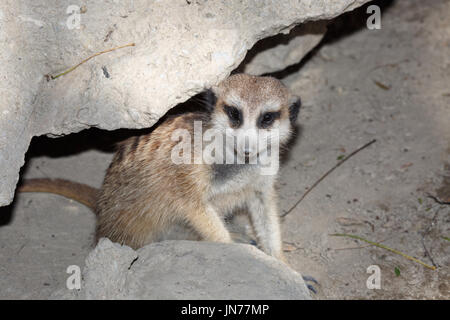 einsame Erdmännchen stehend auf dem Stein, der Blick in die Ferne Stockfoto