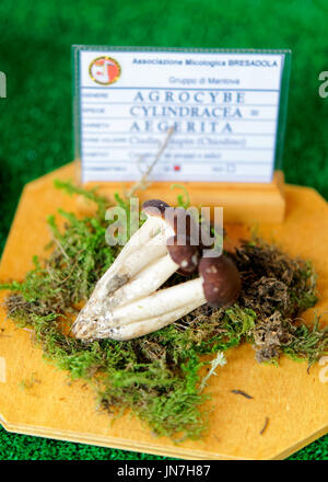 Mantua, Italien - 22. Oktober 2016: Agrocybe Cylindracea Aegerita mykologische Ausstellung von Pilzen in Mantua, Lombardei, Italien Stockfoto