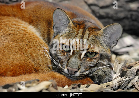 Asiatische goldene Katze / (Catopuma Temminckii, Pardofelis Temminckii) | Asiatische Goldkatze / (Catopuma Temminckii, Pardofelis Temminckii) Stockfoto