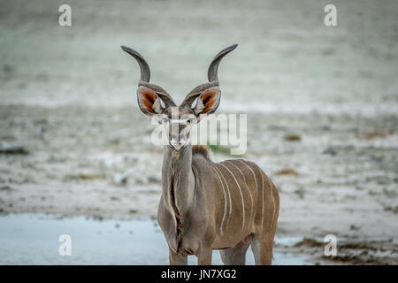 Männliche Kudu starring in die Kamera in den Etosha Nationalpark, Namibia. Stockfoto