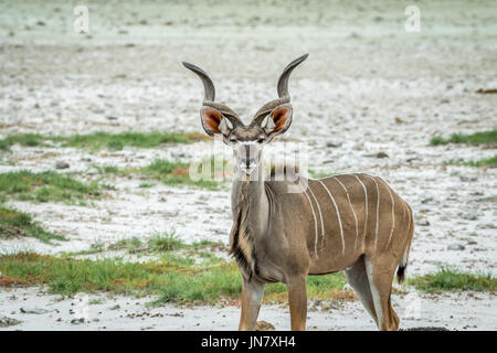 Männliche Kudu starring in die Kamera in den Etosha Nationalpark, Namibia. Stockfoto