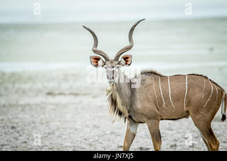 Männliche Kudu starring in die Kamera in den Etosha Nationalpark, Namibia. Stockfoto