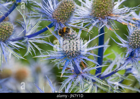 Eine Biene, die Fütterung auf Eryngium Picos blaue Blumen Stockfoto