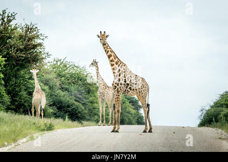 Gruppe von Giraffen stehen auf der Straße in den Etosha Nationalpark, Namibia. Stockfoto