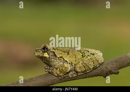 Ein grüner Norden graue Laubfrosch ruht auf einem Ast - Hyla versicolor Stockfoto