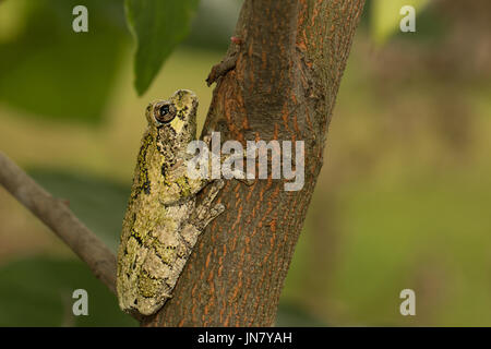 Eine grüne Norden graue Laubfrosch versteckt gegen eine vertikale Ast - Hyla versicolor Stockfoto