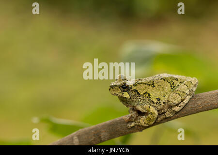 Grünen Norden graue Laubfrosch sitzt auf einem Ast - Hyla versicolor Stockfoto